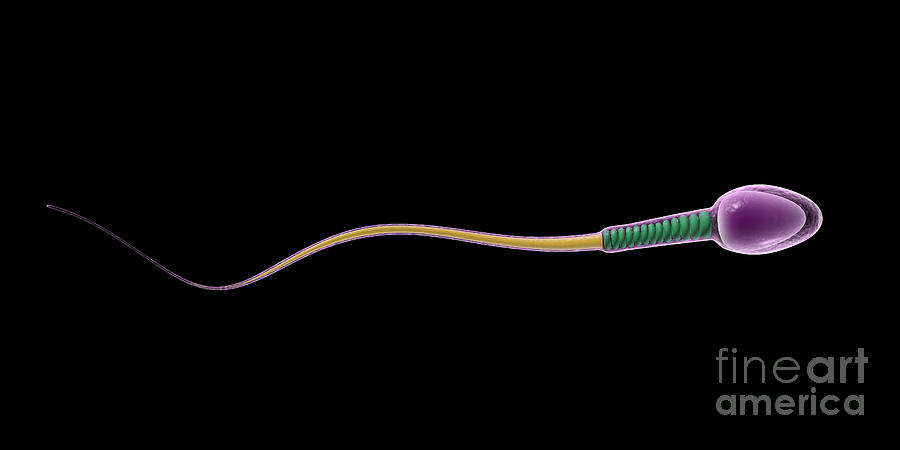 Sperm Digital Art - Conceptual Image Of Sperm Anatomy by Stocktrek Images