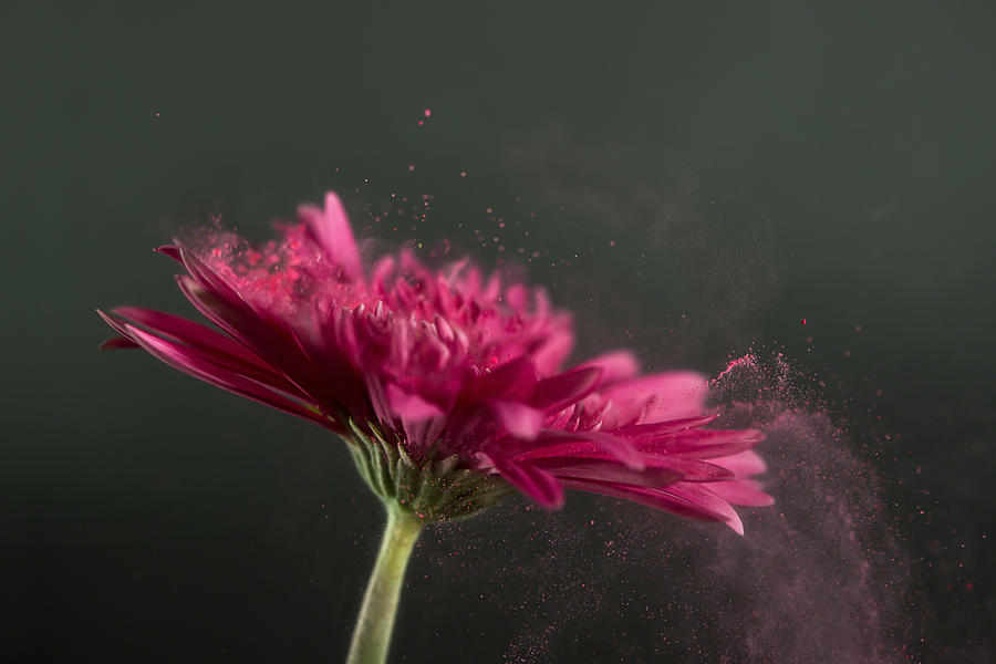 Conceptual pollination of a pink Gerbera flower Photograph by Antonioiacobelli