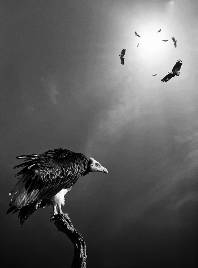 Vulture Photograph - Conceptual - Vultures awaiting by Johan Swanepoel