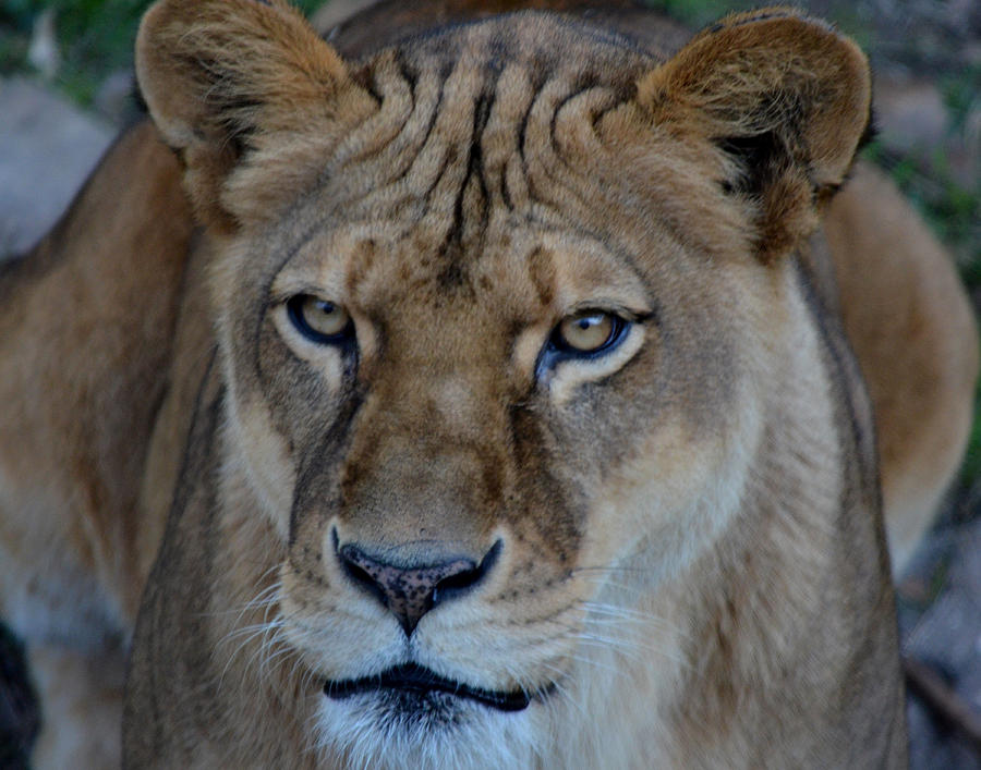 Concerned Lioness Photograph by Maggy Marsh