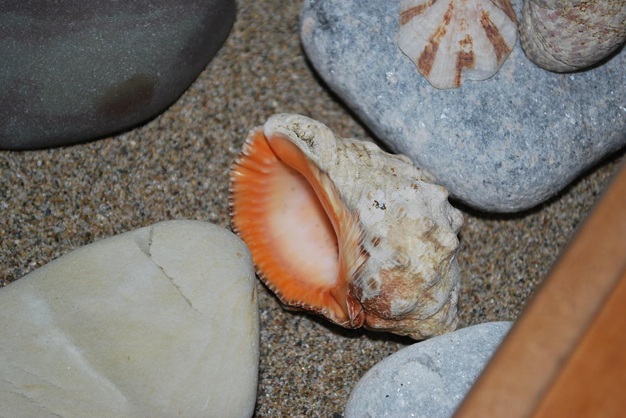 Conch 1 Photograph by George Katechis