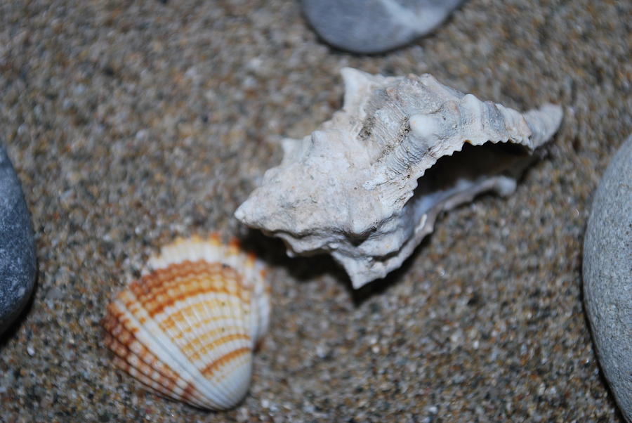 Conch 2 Photograph by George Katechis