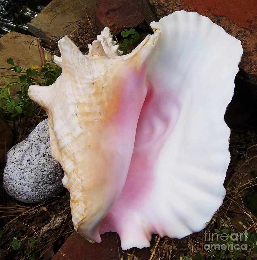 Shell Photograph - Conch 3 by Micheal Jones