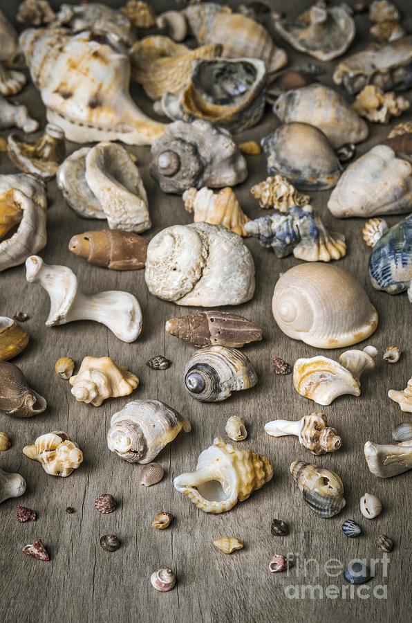 Conch Background Photograph by Carlos Caetano