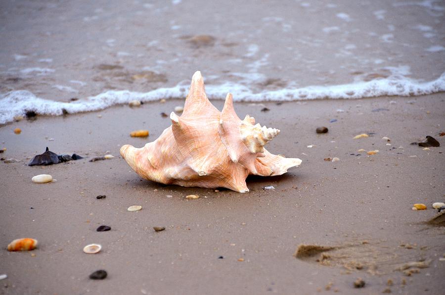Beach Photograph - Conch by Bill Cannon