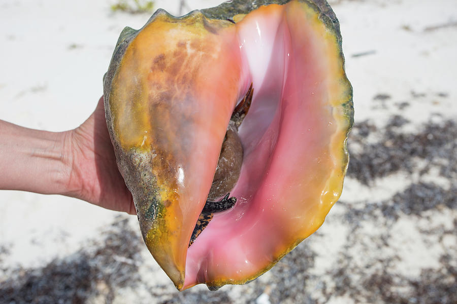 Shell Photograph - Conch In Shell, Cayo Largo, Cuba, 2016 by Jess McGlothlin Media