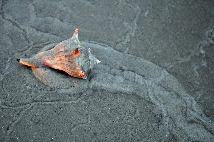 Conch in Shell Traveling Across the Beach at Jekyll Island Photograph by Bruce Gourley