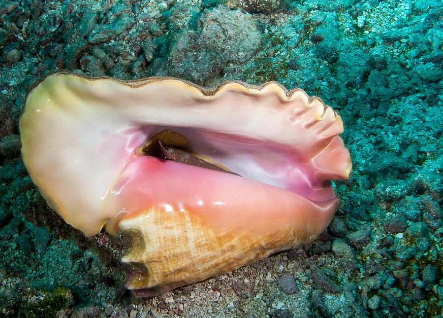 Conch Photograph by Jean Noren