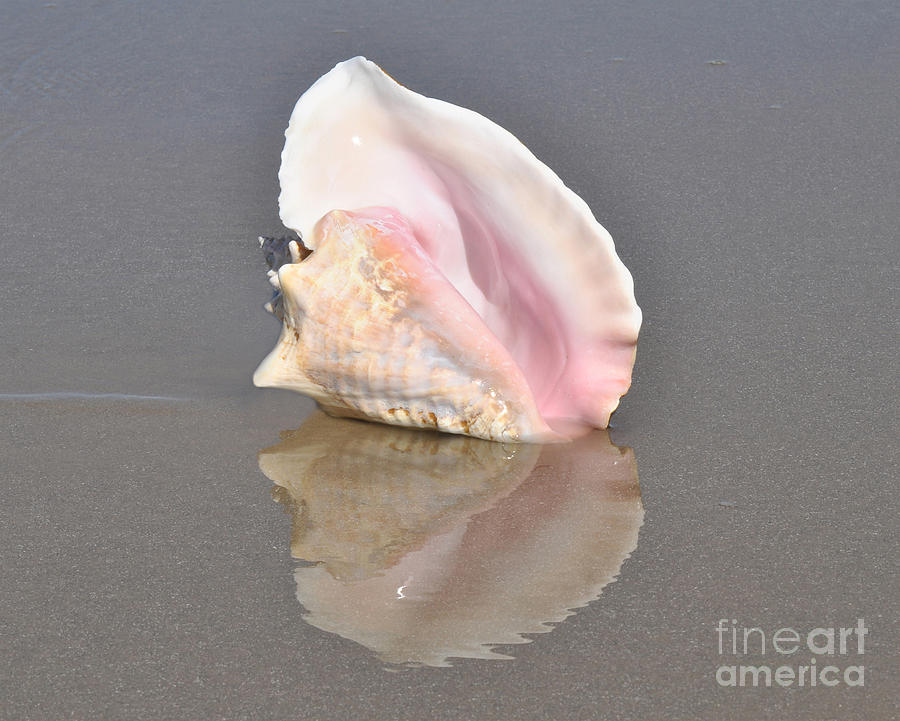 Conch Photograph by Josephine Cohn