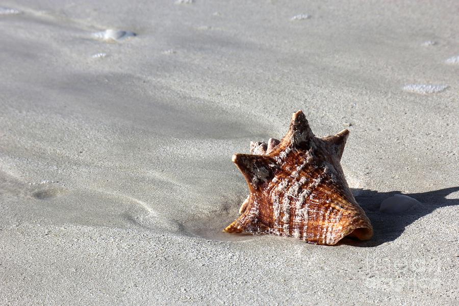 Summer Photograph - Conch on Beach by Sophie Vigneault