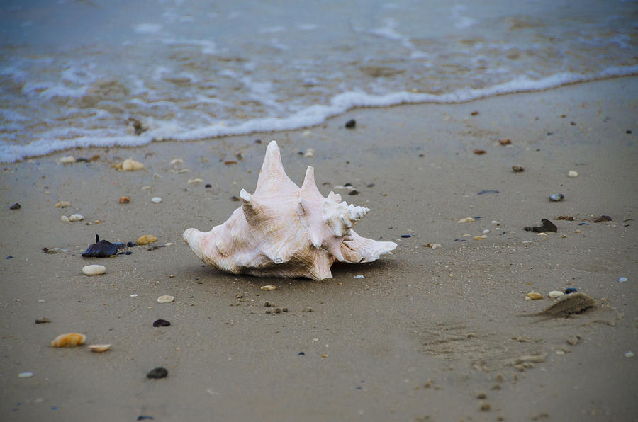 Conch on the Beach Photograph by Bill Cannon
