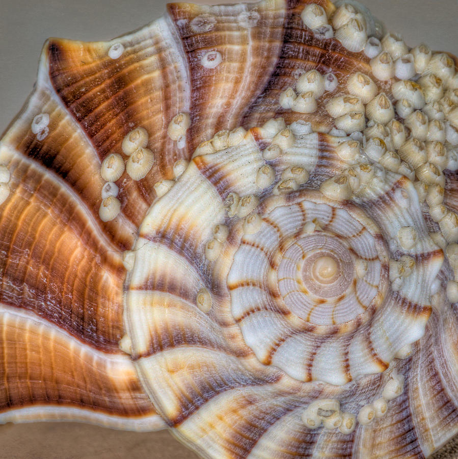 Conch Patterns Photograph by David and Carol Kelly