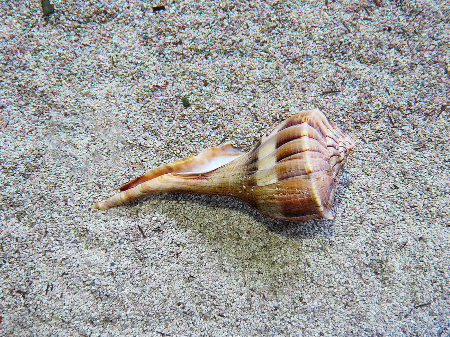 Conch Shell 2 Photograph by Jean Macaluso