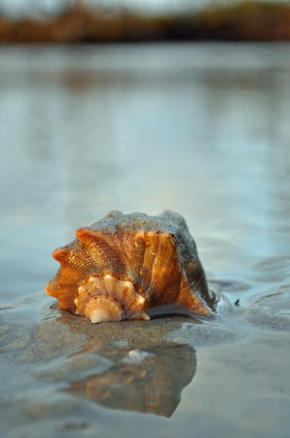 Conch Shell and Reflection on Jekyll Islands Beach Photograph by Bruce Gourley