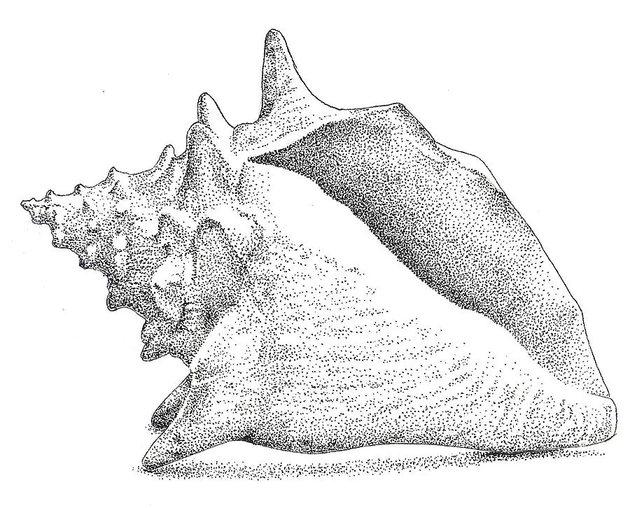 Conch Shell Drawing by Christy Beckwith Pixels