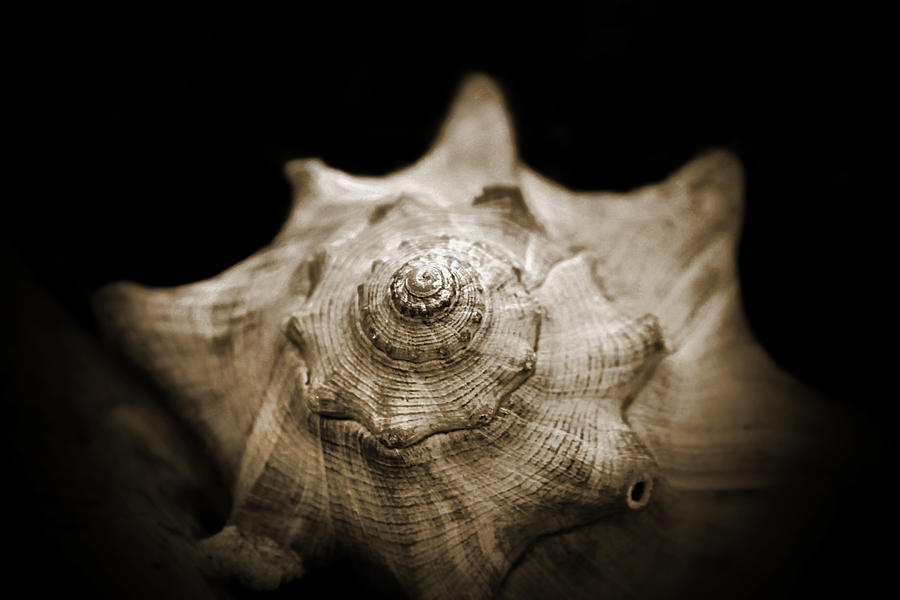Conch Shell Photograph by Jessica Brawley