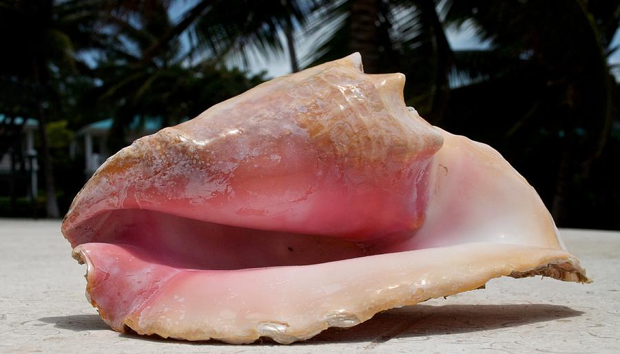 Island Conch Shell Photograph by Kristina Deane