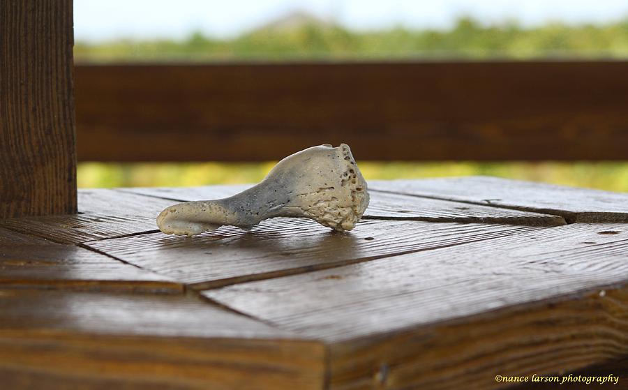 Shell Photograph - Conch Shell by Nance Larson
