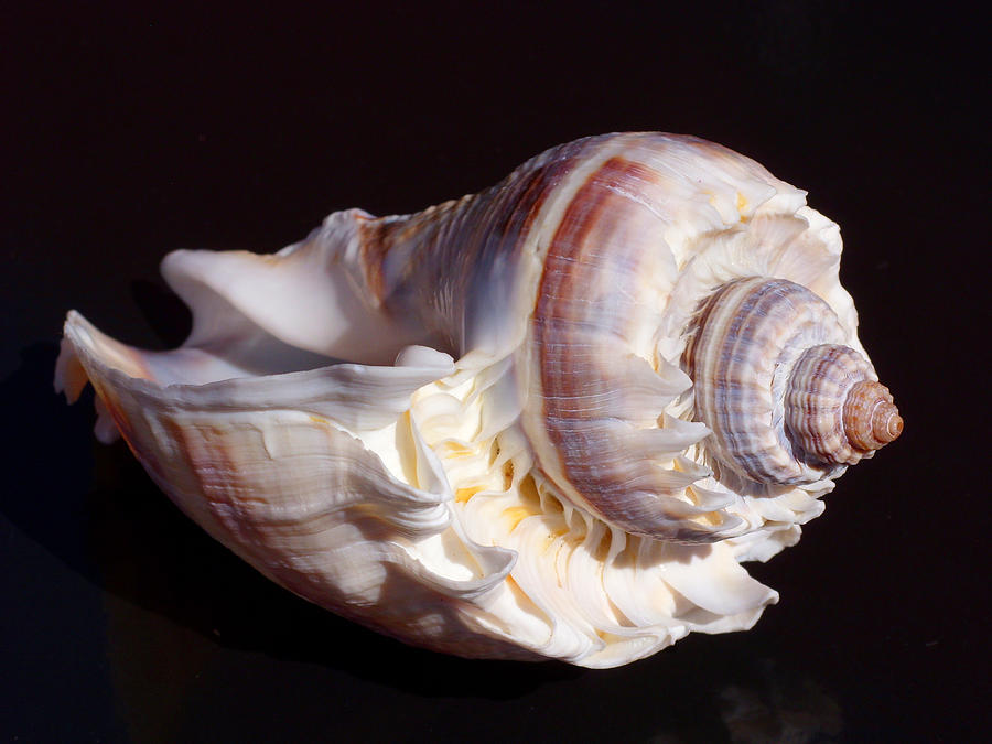 Shell Photograph - Conch Shell on Black tile by Jonathan Androwski