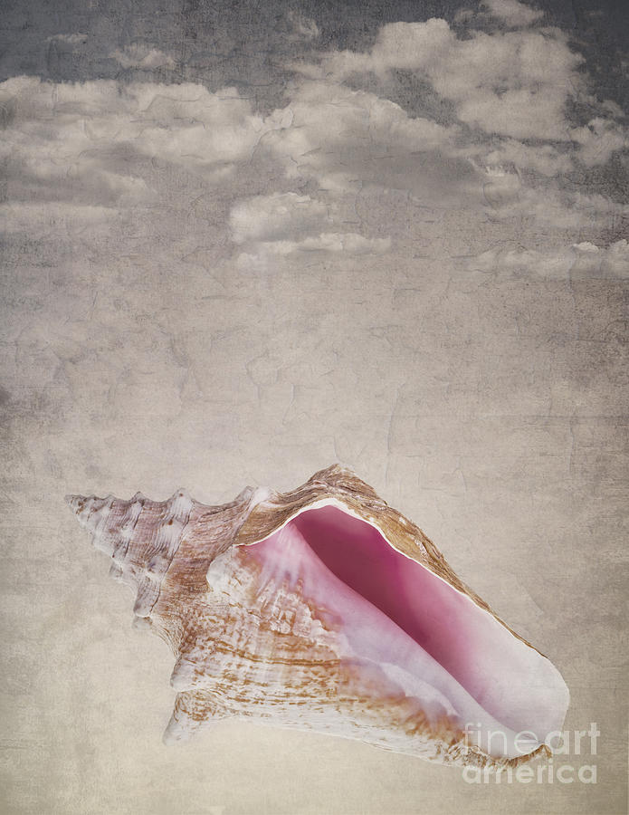 Abstract Photograph - Conch shell on vintage background by Jane Rix