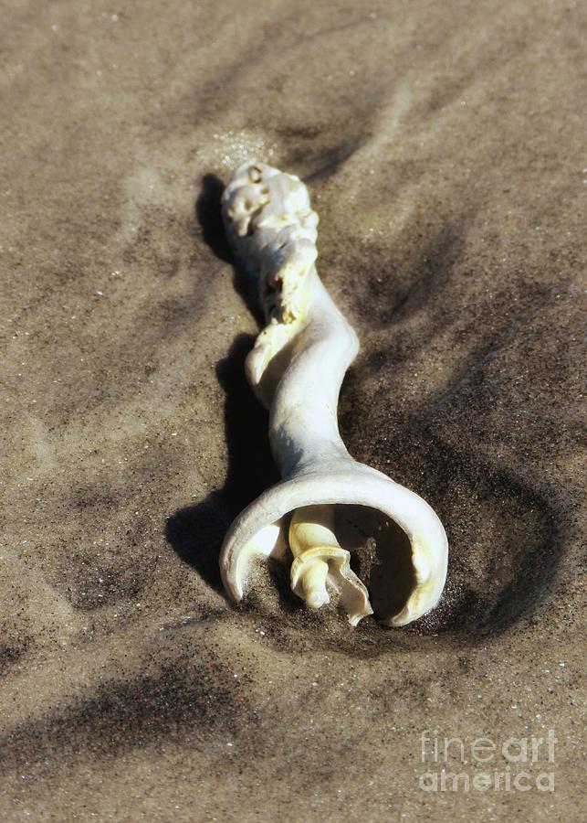 Conch Shell Spiral Photograph by Sharon Woerner