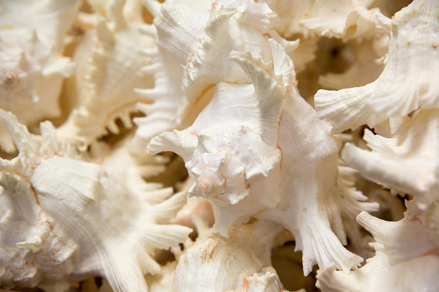 Horizontal Photograph - Conch Shells by Jodi Jacobson