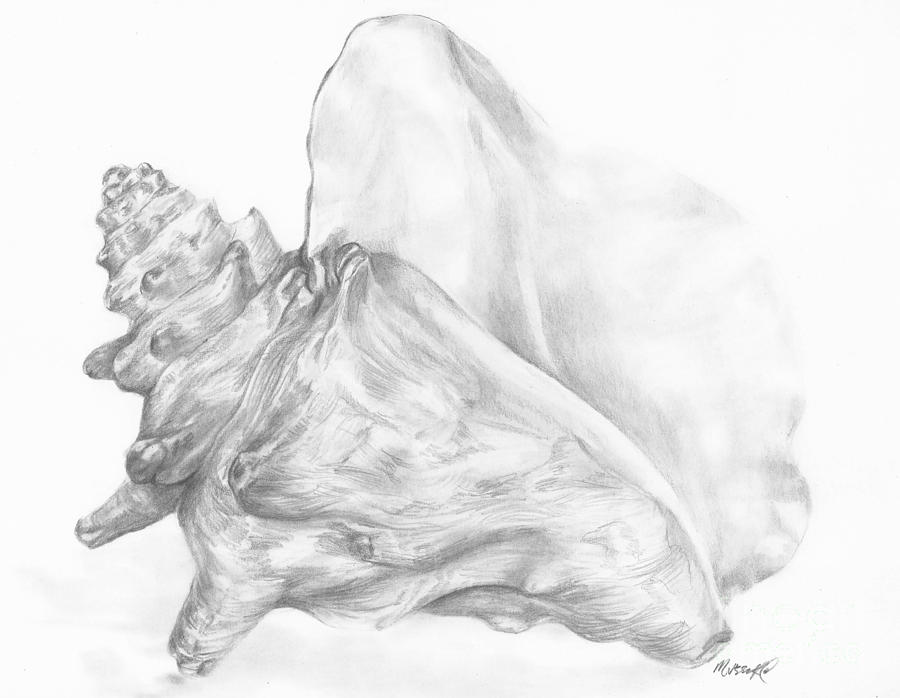 Conch study Drawing by Meagan  Visser