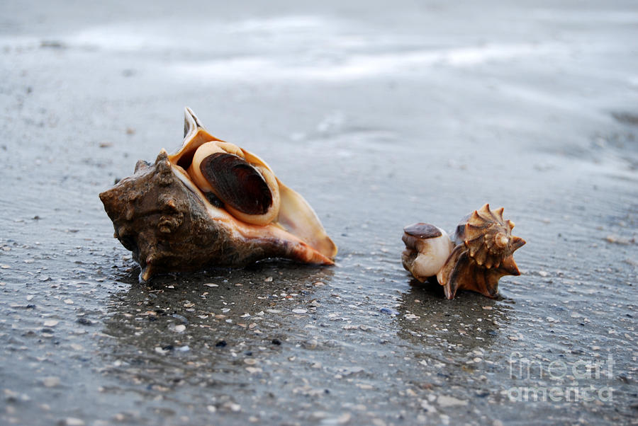 Shell Photograph - Conch you hear me by Linda Mesibov