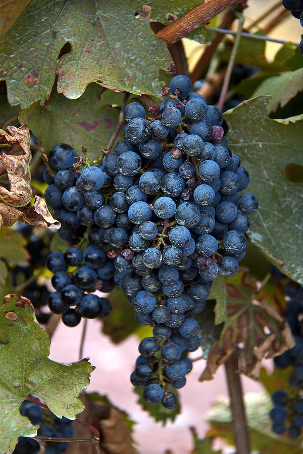 Grape Digital Art - Concord Grapes by Leeon Photo