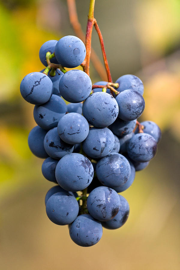 Concord Grapes Photograph by Michael Russell