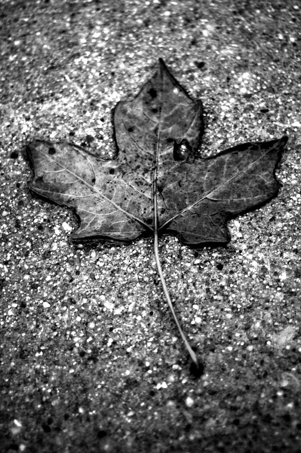 Concrete Leaf Photograph by Stephanie Hollingsworth