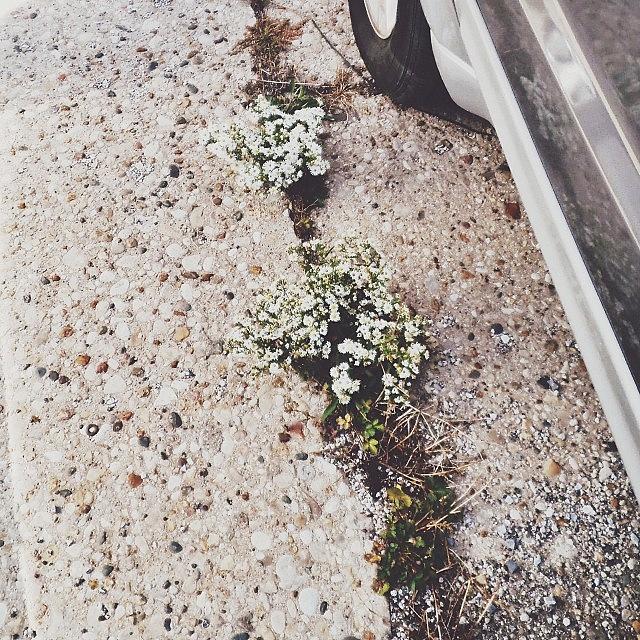 Concrete, Petals And Gravel Photograph by Beth Cole