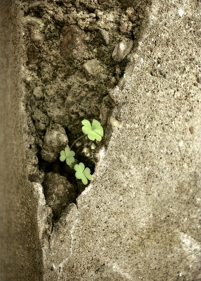Concrete Sign of Life Photograph by Michelle Calkins