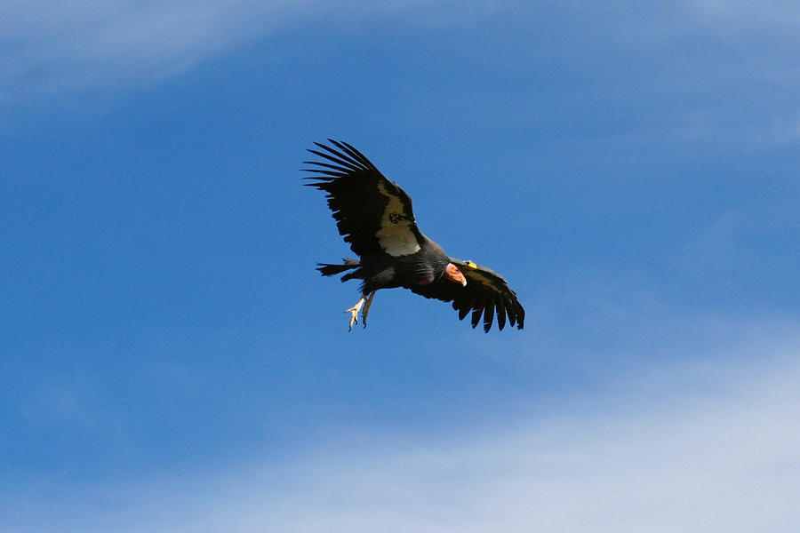 Condor Landing #62 Photograph by Sharon I Williams