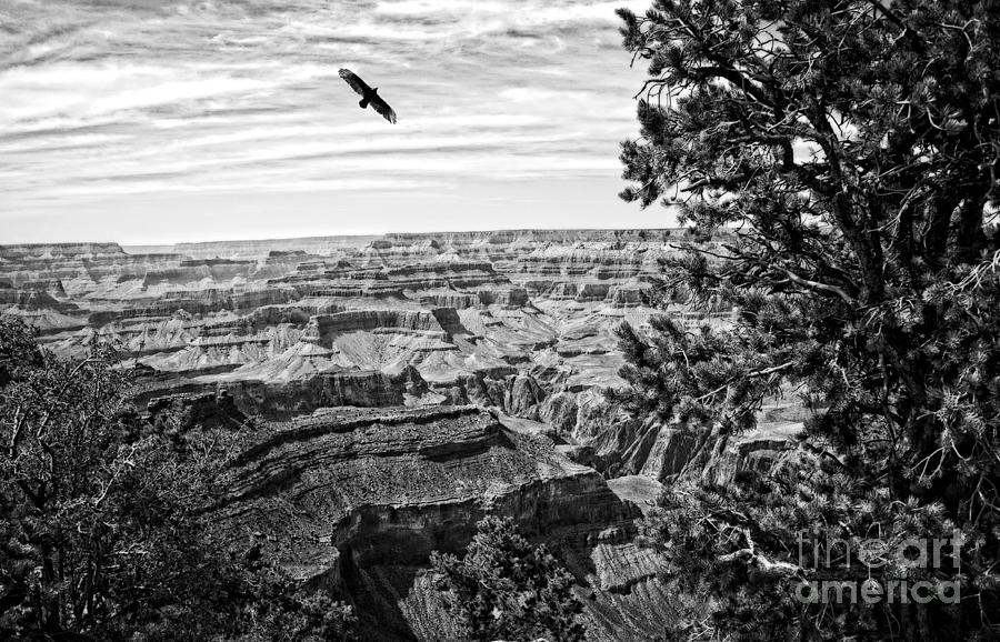 Condor Over the Grand Canyon in Black and White Photograph by Lee Craig