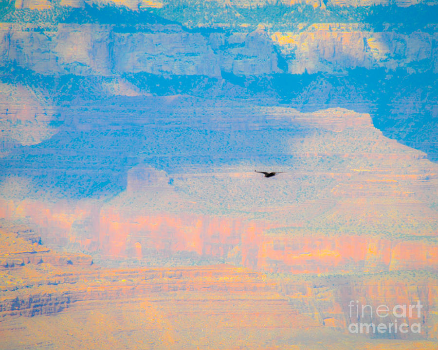 Condor Series E Photograph by Cheryl McClure