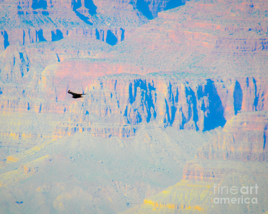 Condor Series G Photograph by Cheryl McClure