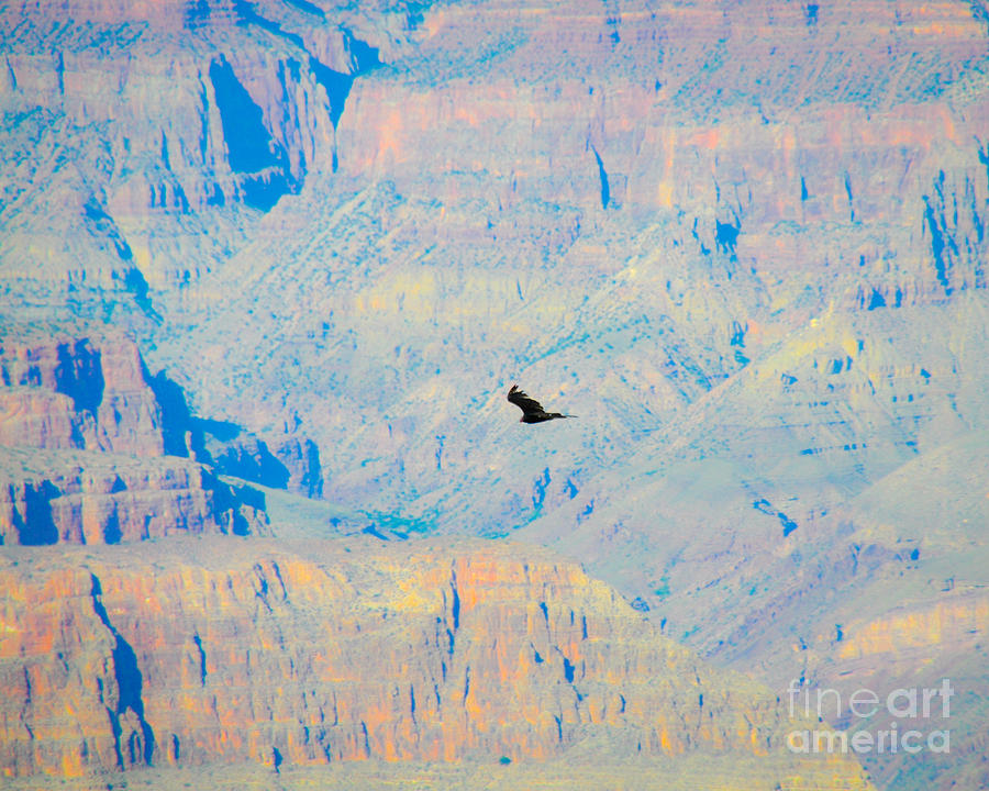 Condor Series H Photograph by Cheryl McClure