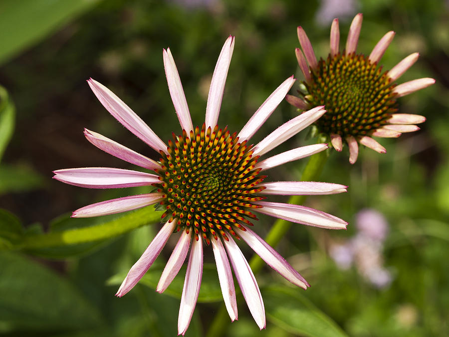 Cone Flower - 1 Photograph by Charles Hite