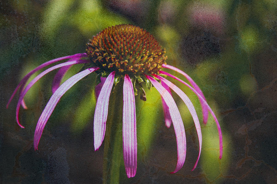 Cone Flower 2 on Concrete Texture Photograph by Lynne Jenkins