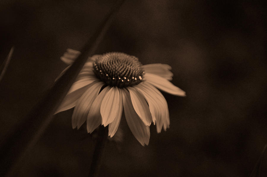 Black And White Photograph - Princess Coneflower and Her Crown by Lesa Fine