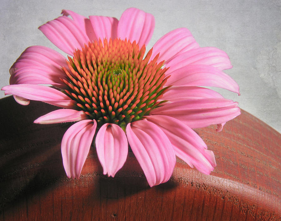 Cone Flower and Wood Vase Photograph by David and Carol Kelly