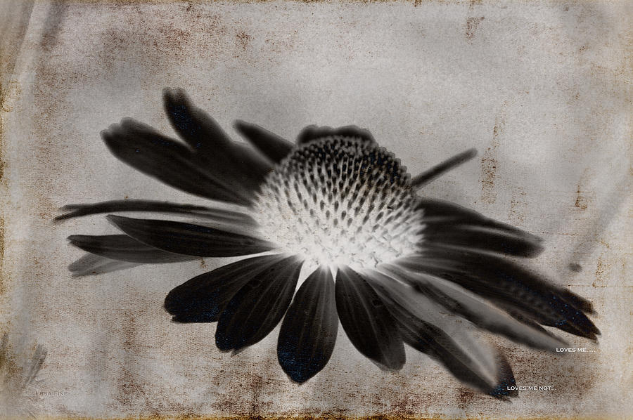 Black And White Mixed Media - Cone Flower Art - Loves Me Loves Me Not by Lesa Fine