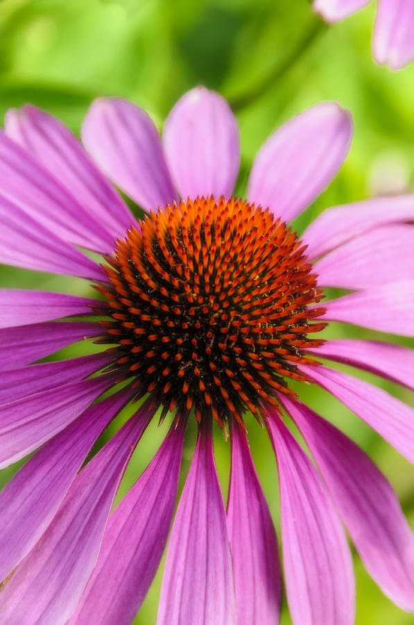 Cone Flower Photograph by Betty Eich