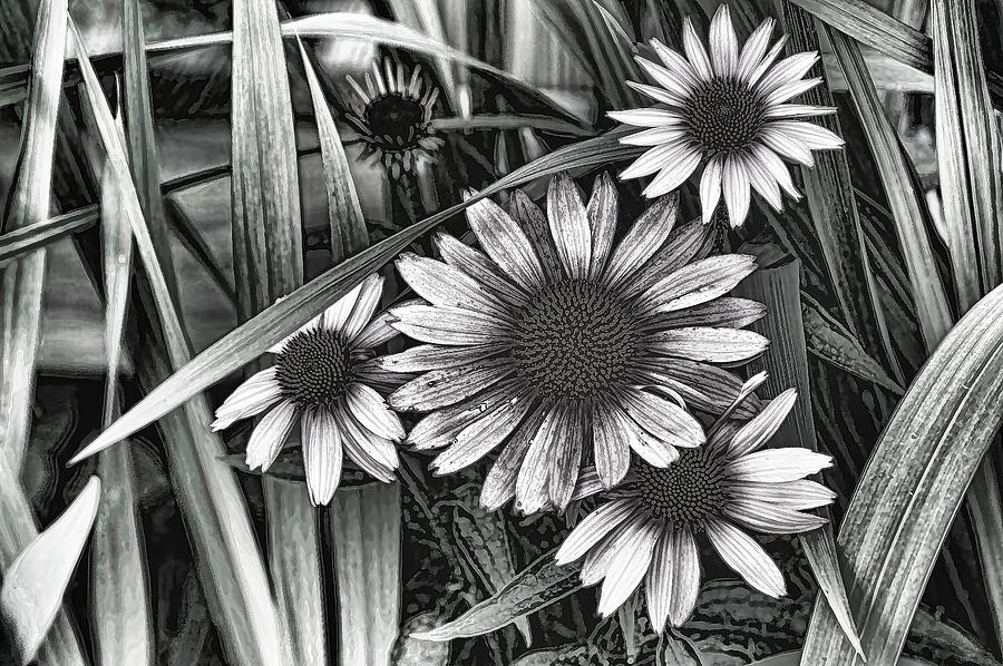 Flower Photograph - Cone Flower Black and White by Lesa Fine