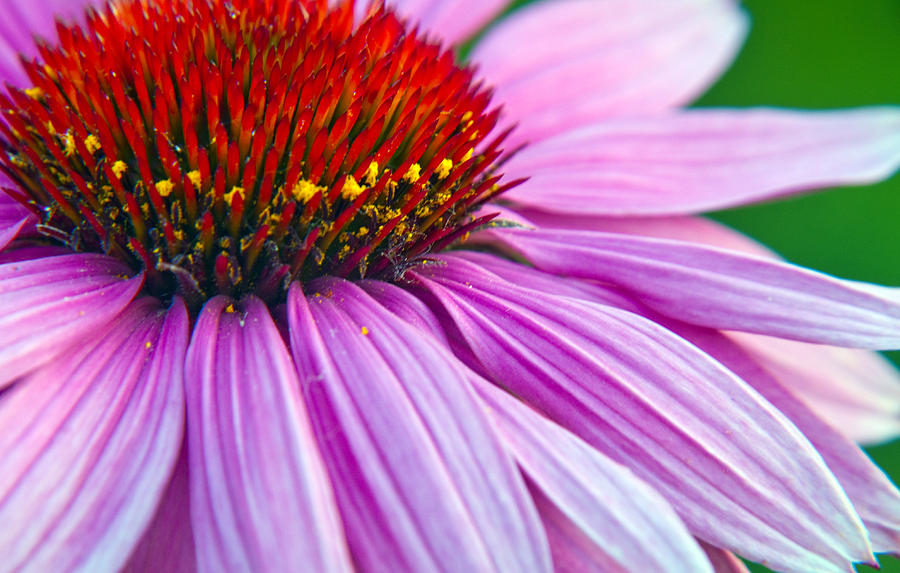 Cone Flower Blossom  Photograph by Eric Rundle