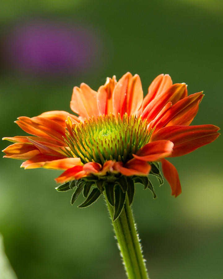 Cone Flower Photograph by Brian Caldwell