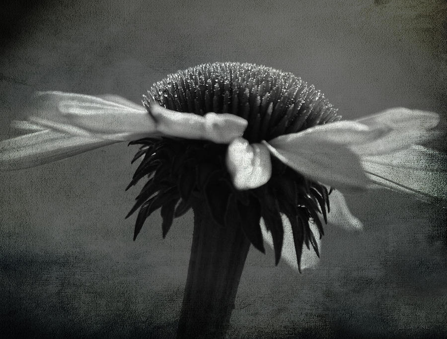 Flower Photograph - Cone Flower BW Morning Dew by Lesa Fine