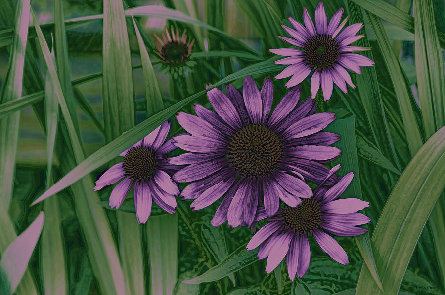 Cone Flower Country Purple Photograph by Lesa Fine