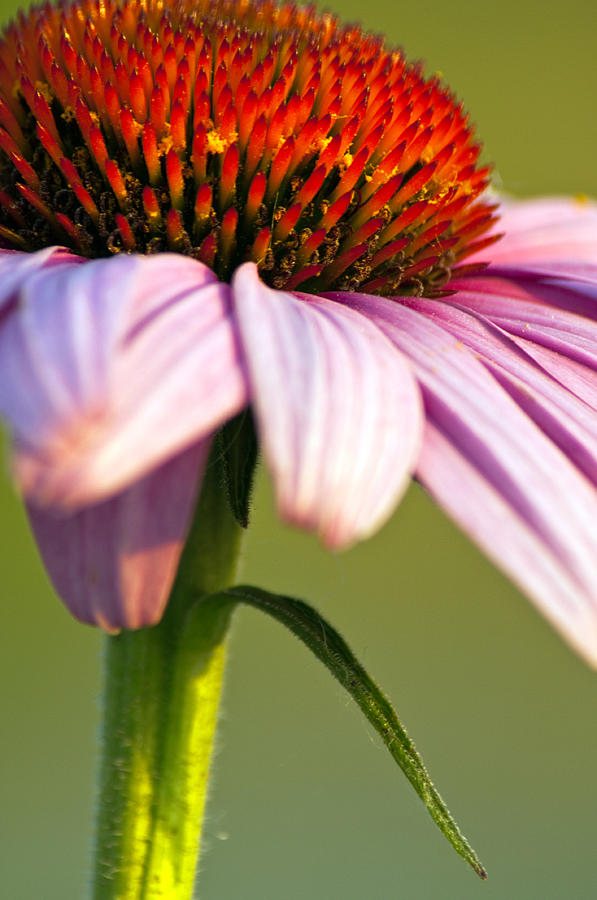 Cone Flower  Photograph by Eric Rundle